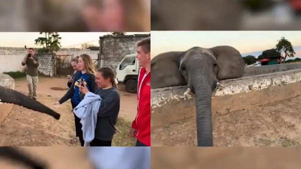 Elephant Video