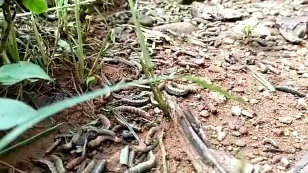 ಸೈನಿಕ ಹುಳುಗಳು