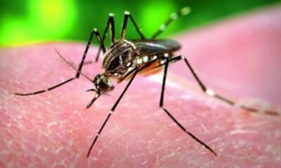 dengue flue