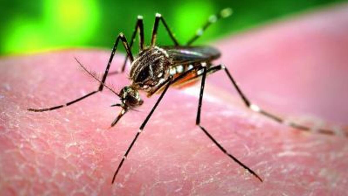 dengue flue