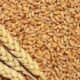 central government reduced the wheat stock limit