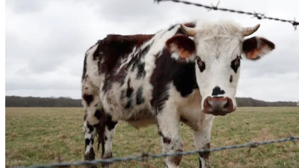 Bull Arrest