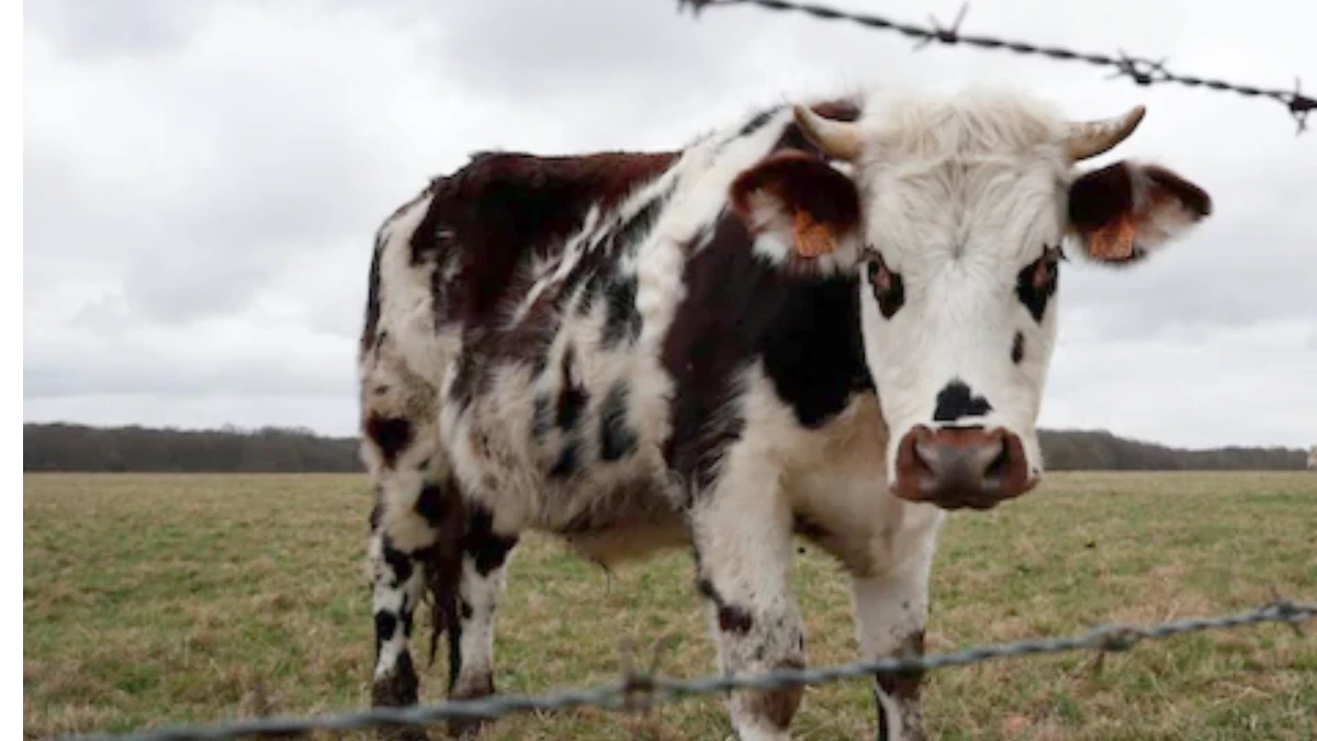 Bull Arrest