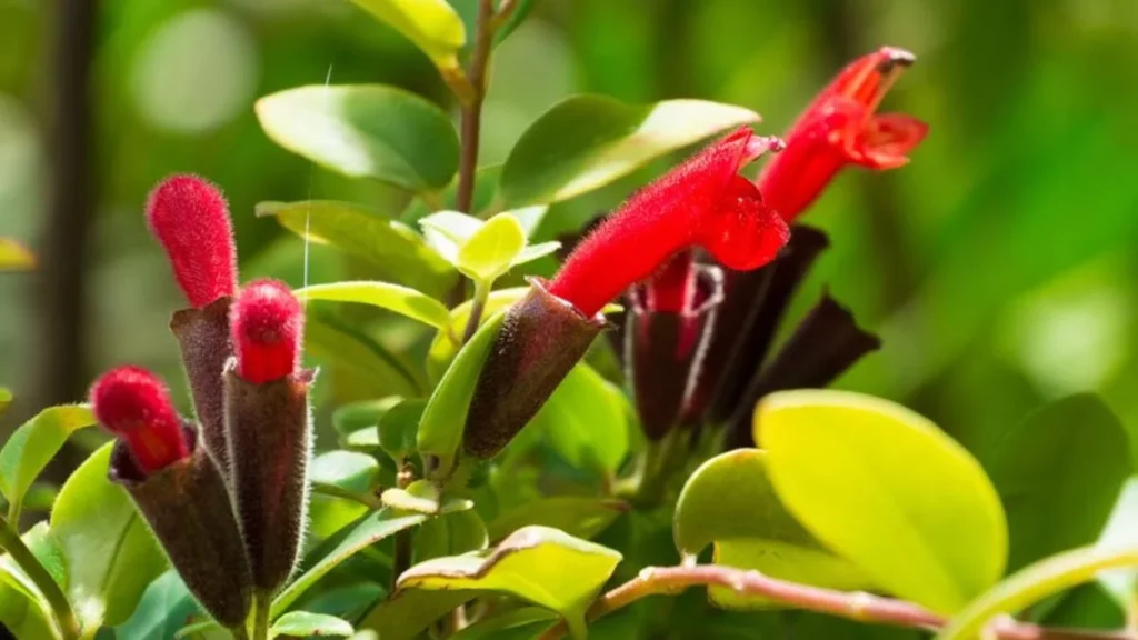 Lipstick plant