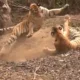 Tiger Fight