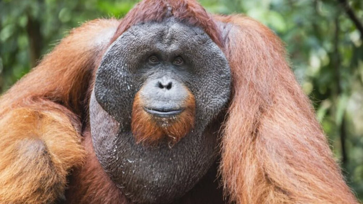 angry orangutan