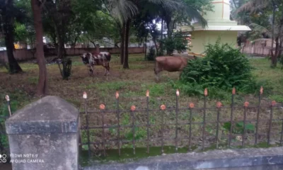 cows arrested in hassan new