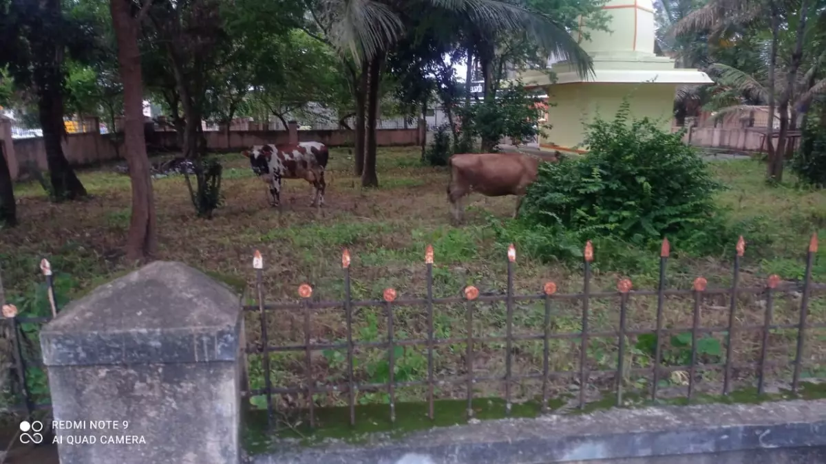 cows arrested in hassan new