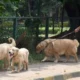 cubbon park dogs