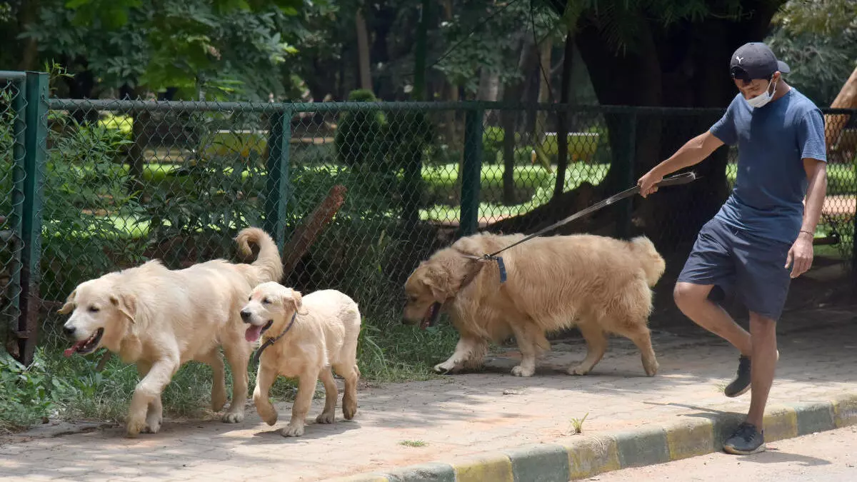 cubbon park dogs
