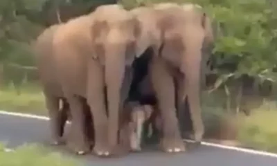 elephant news india