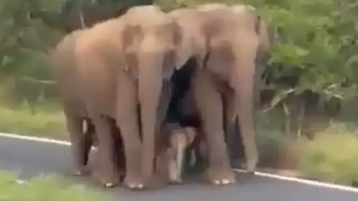 elephant news india