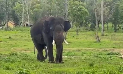 elephant combing chikkamagaluru MP kumaraswamy