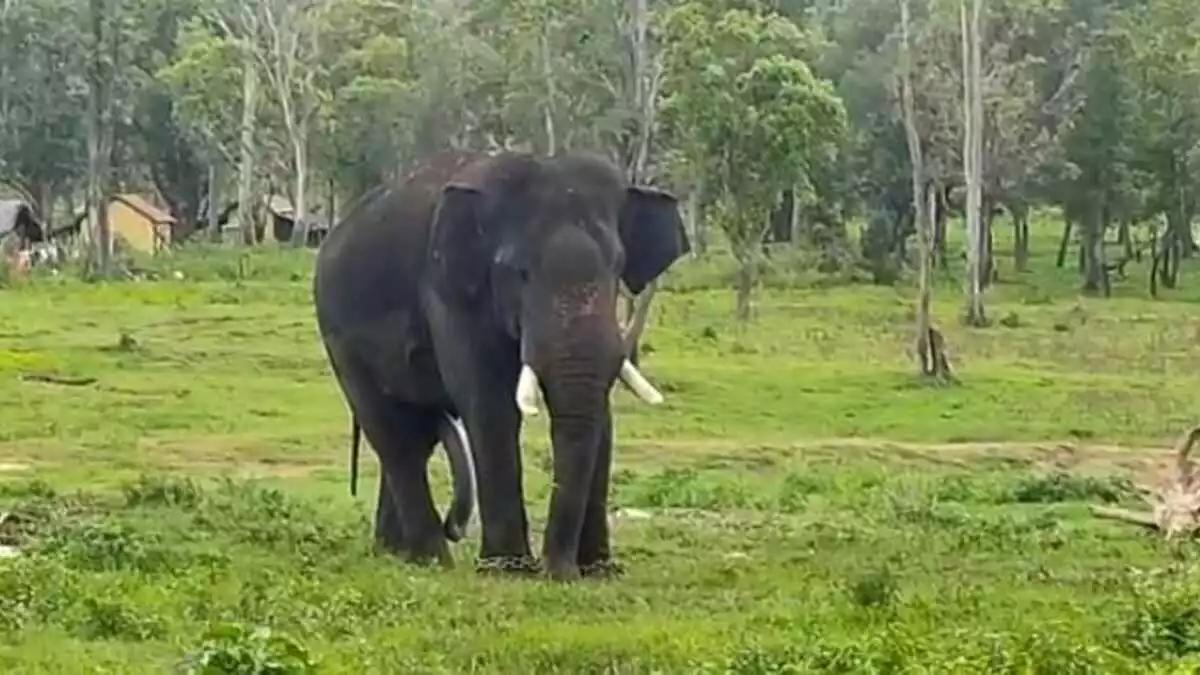 elephant combing chikkamagaluru MP kumaraswamy