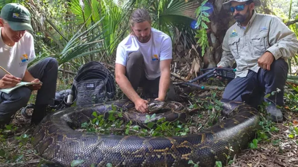 largest python snake