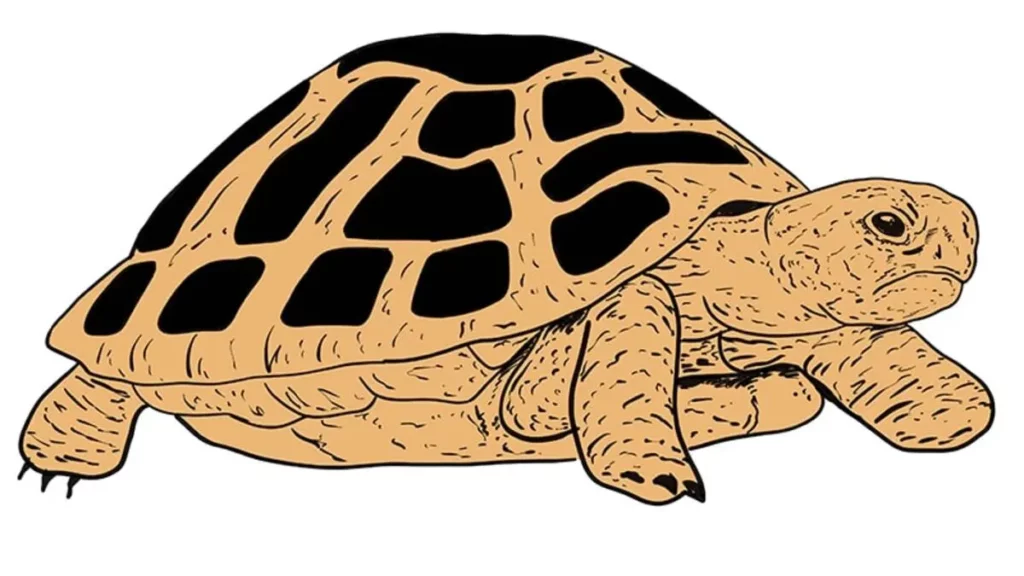 tortoise