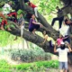 tree climbing