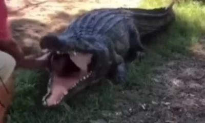 crocodile and man