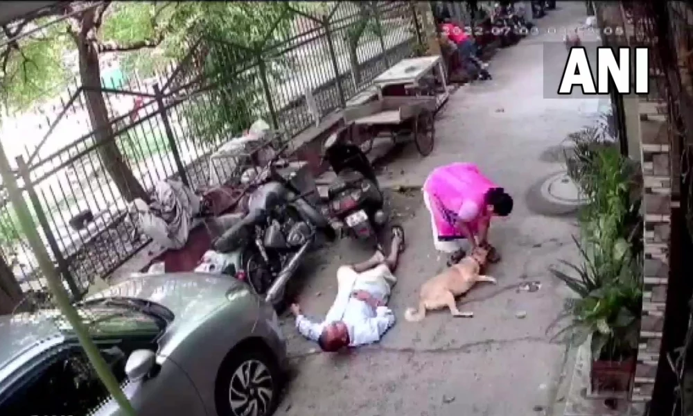 delhi dog attack