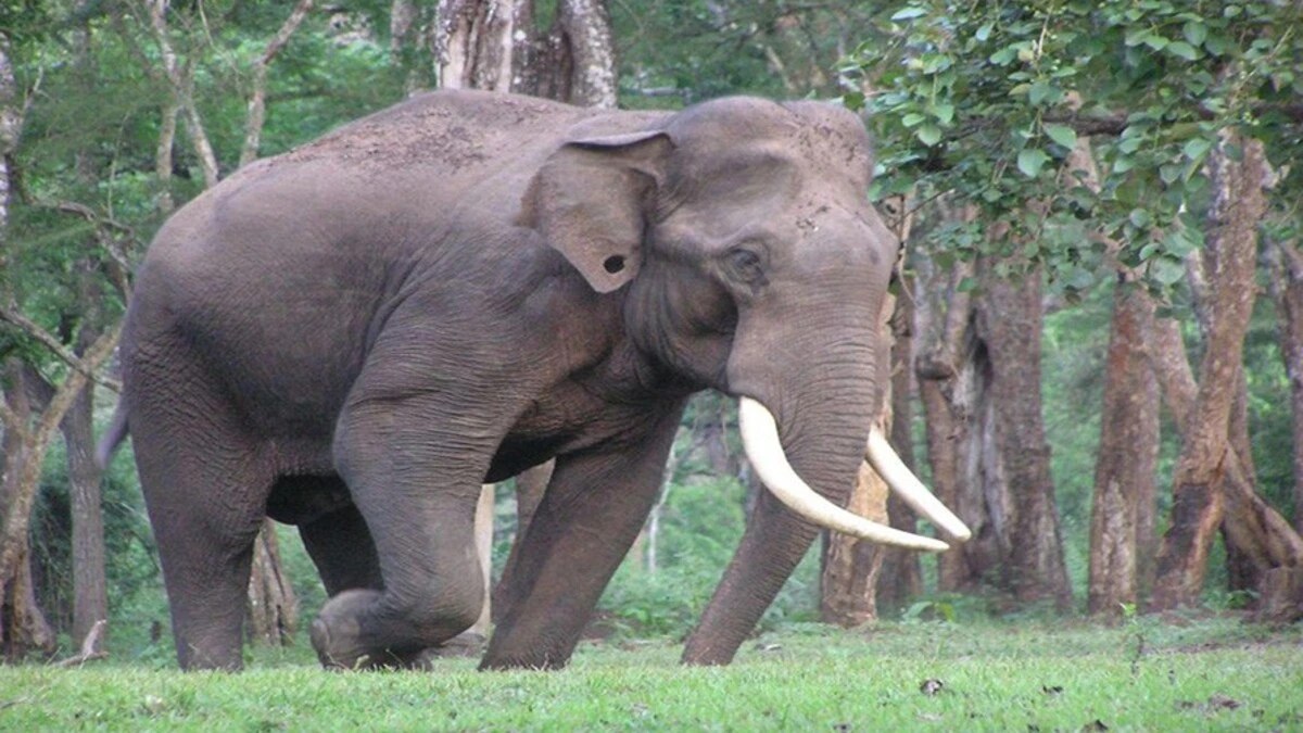 elephanth