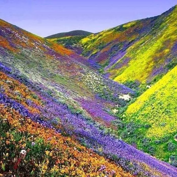 flower valley