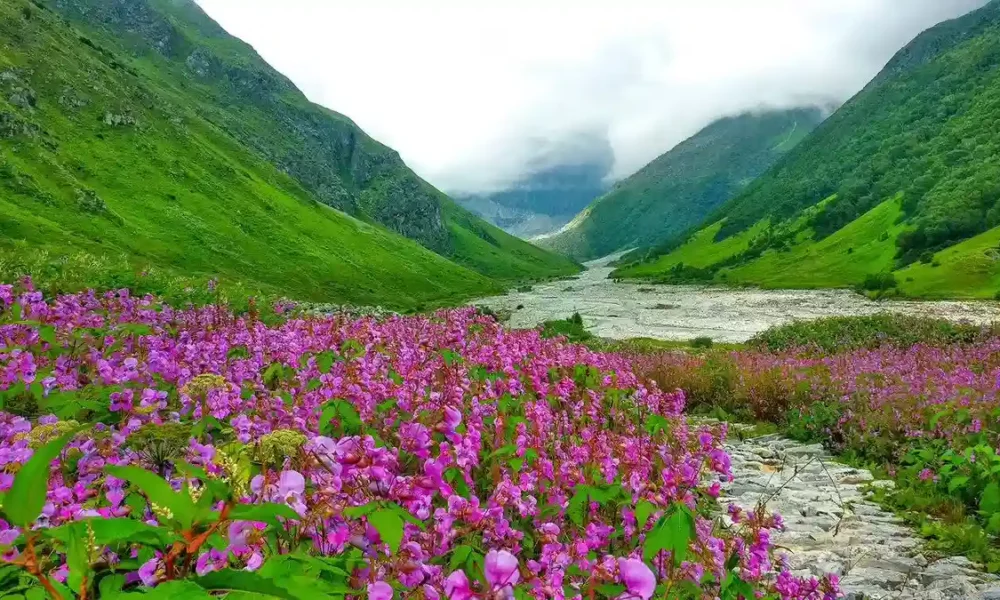flower valley trekking in monsoon