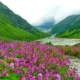 flower valley trekking in monsoon