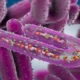 Resurgence of Marburg virus, 9 deaths in West Africa