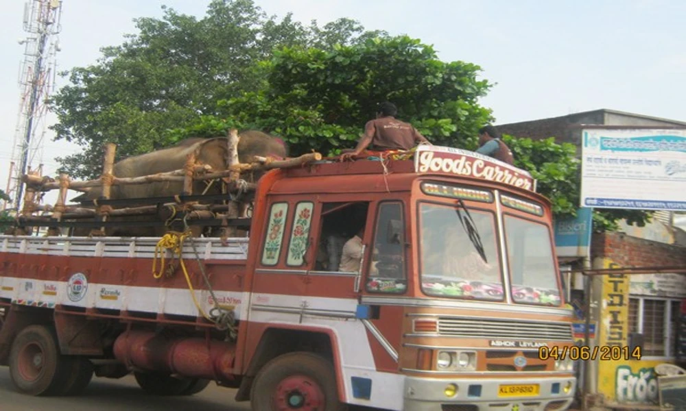  ಸುಂದರ್‌ ಆನೆ