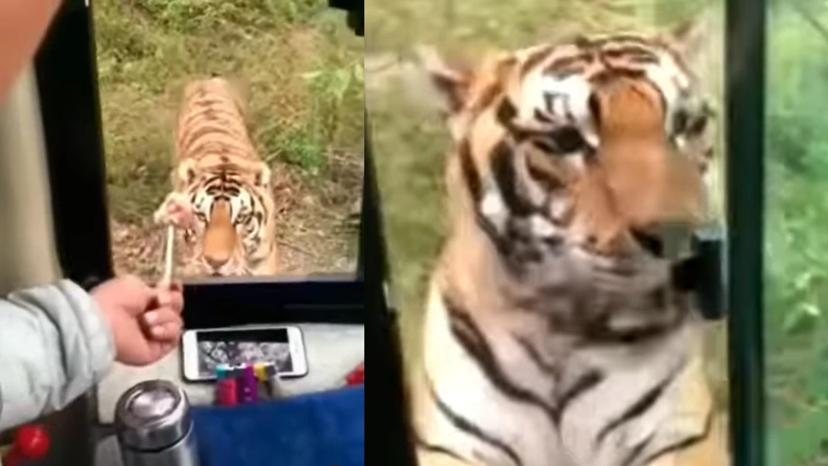 Tiger