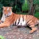 30 Tiger Dead In 2 Months, Why India Is Witnessing A Spike In Death Of Tigers