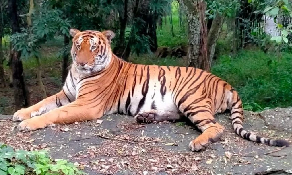 30 Tiger Dead In 2 Months, Why India Is Witnessing A Spike In Death Of Tigers