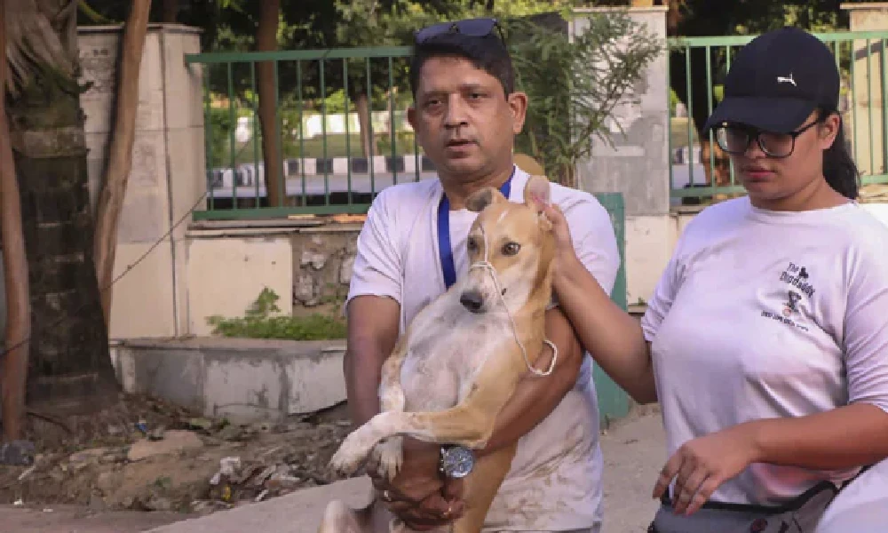Street Dogs Rescued over Twin Tower Demolition