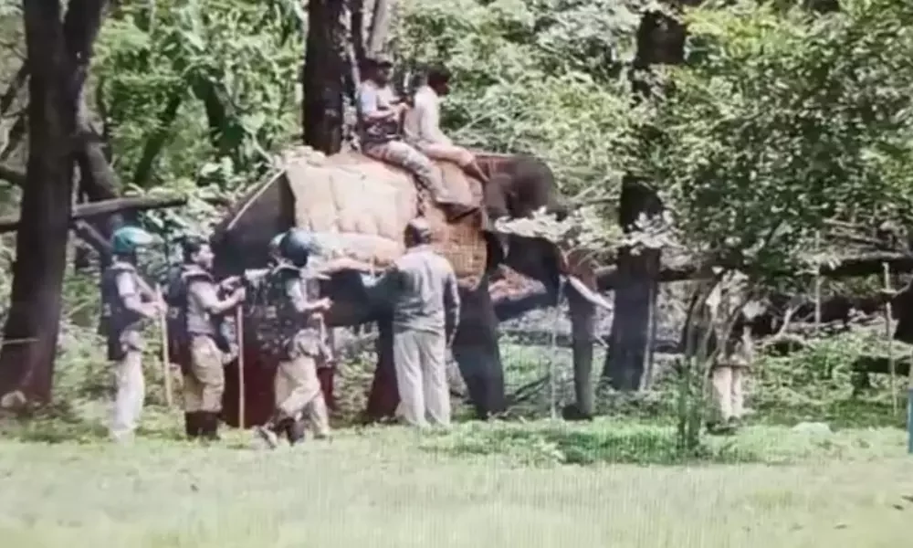 belagavi elephant operation