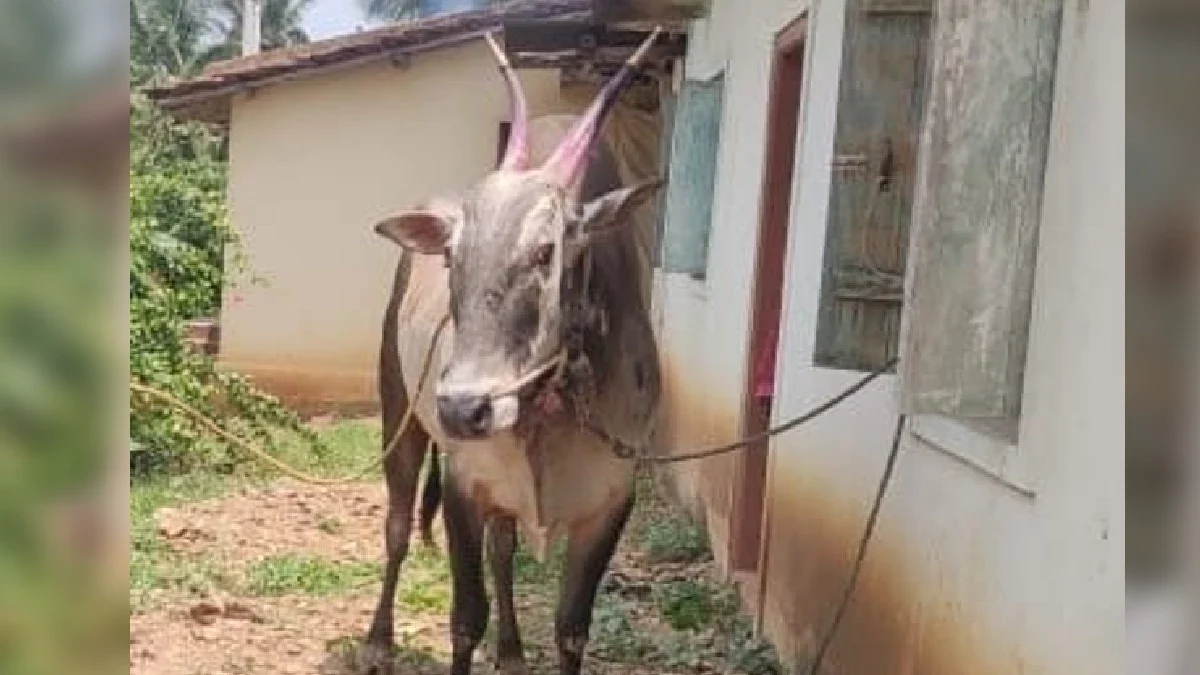 ಹೋರಿ