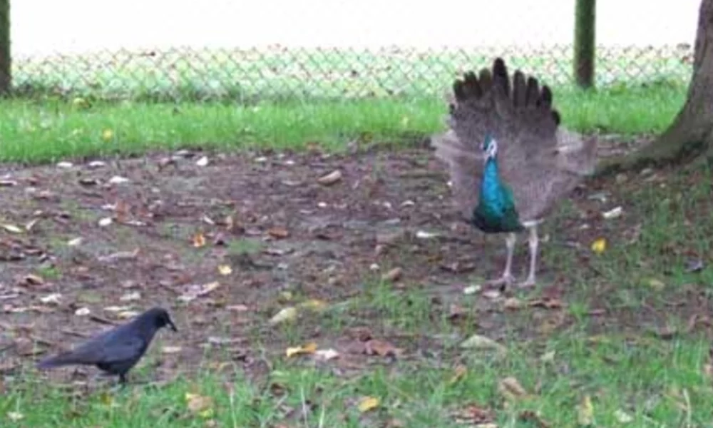 crow and peacock