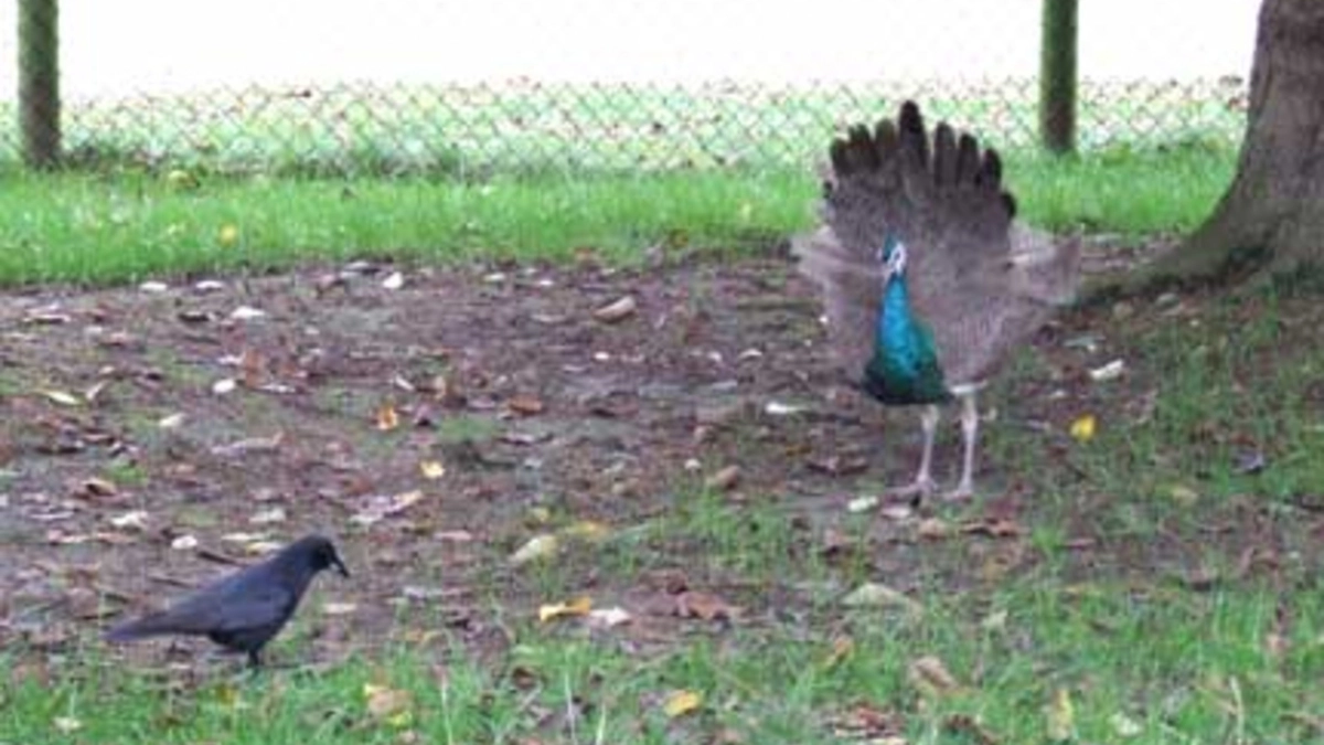 crow and peacock