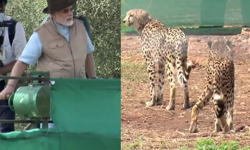 Narendra Modi launches Cheetah Project In Madhya Pradesh