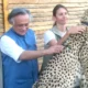 Congress takes credit of Project Cheetah Tweet a Photo