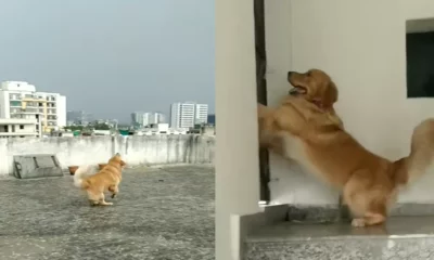 Pet Dog Dance In Rain Viral Video