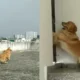 Pet Dog Dance In Rain Viral Video