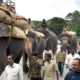 Training of Dasara elephants Suspended For mahalaya amavasya
