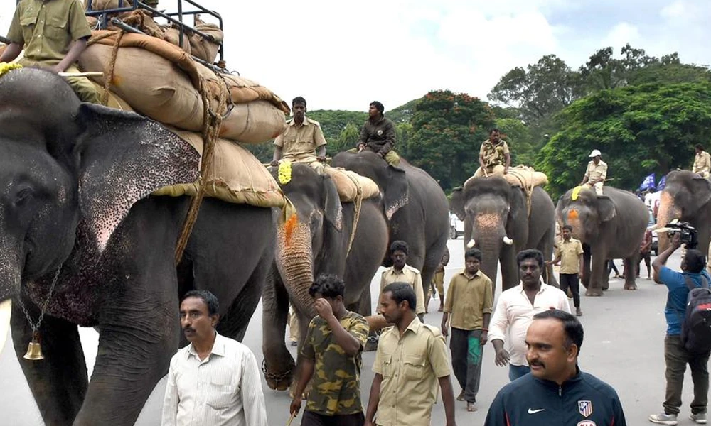 Training of Dasara elephants Suspended For mahalaya amavasya