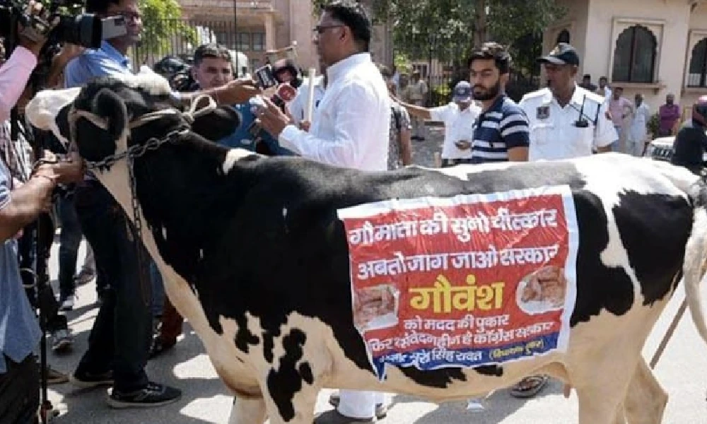 Protest Against Lumpy Skin Disease