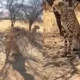 First Look At Cheetahs that will be brought from Namibia Released