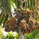 Vistara Editorial, Leaf spot disease for areca nut