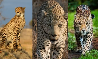 cheetah jaguar leopard