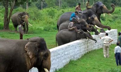 dubare elephant