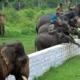 dubare elephant