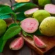guava nutrition